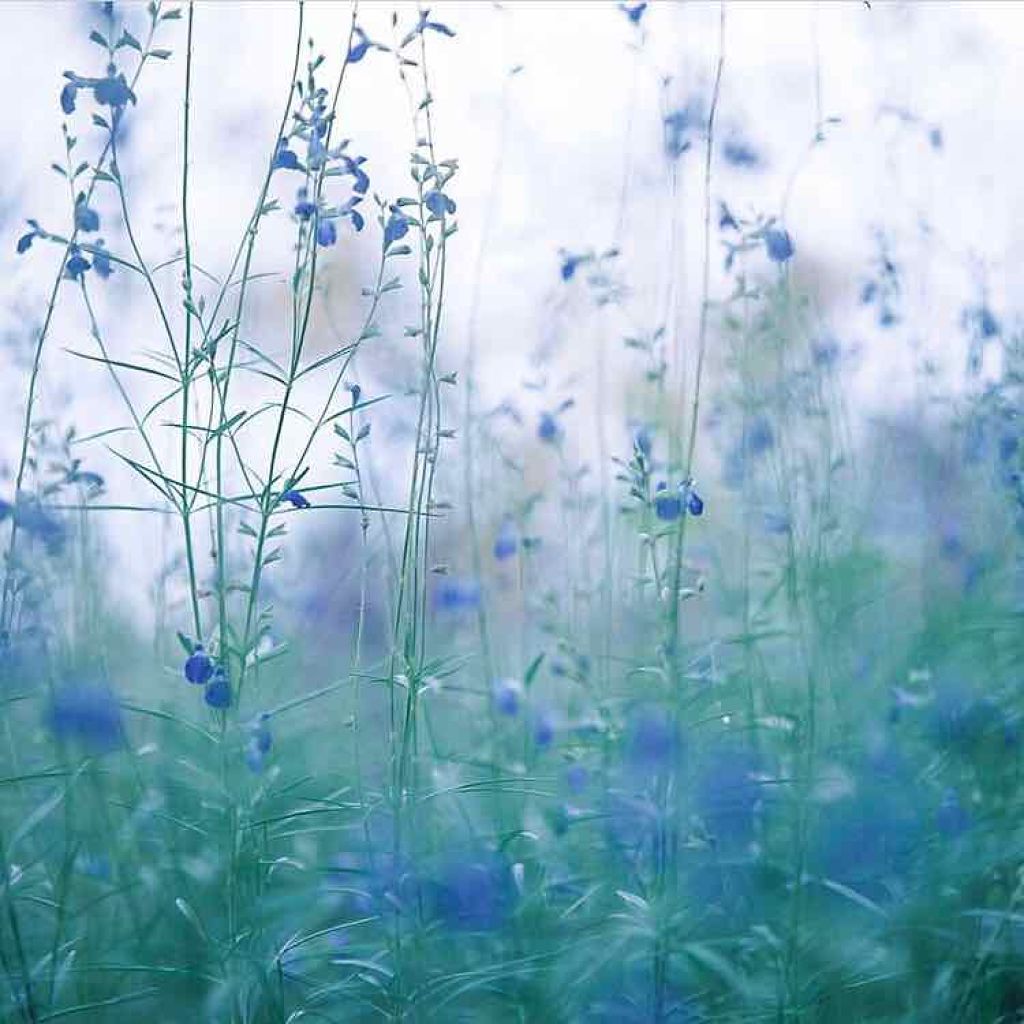 なめらか本舗 乳液 NA/なめらか本舗/乳液を使ったクチコミ（1枚目）