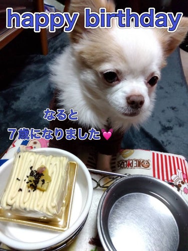 今日は愛犬なると🐶の
7歳のお誕生日です💓

家に来た時は、
600gと小さくて、
お腹に虫がいて吐いたり下痢をしたり、
ご飯も食べなくて、
動物病院で育つんだろうか、、、って
心配されたけど、
スクス