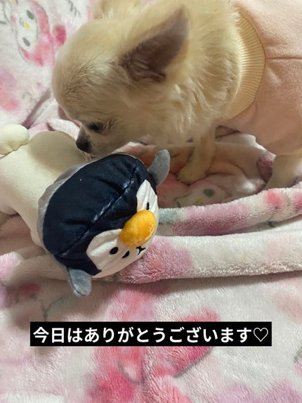 シャリテローズ バスペタル/ペタルシャリテ/入浴剤を使ったクチコミ(9枚目)