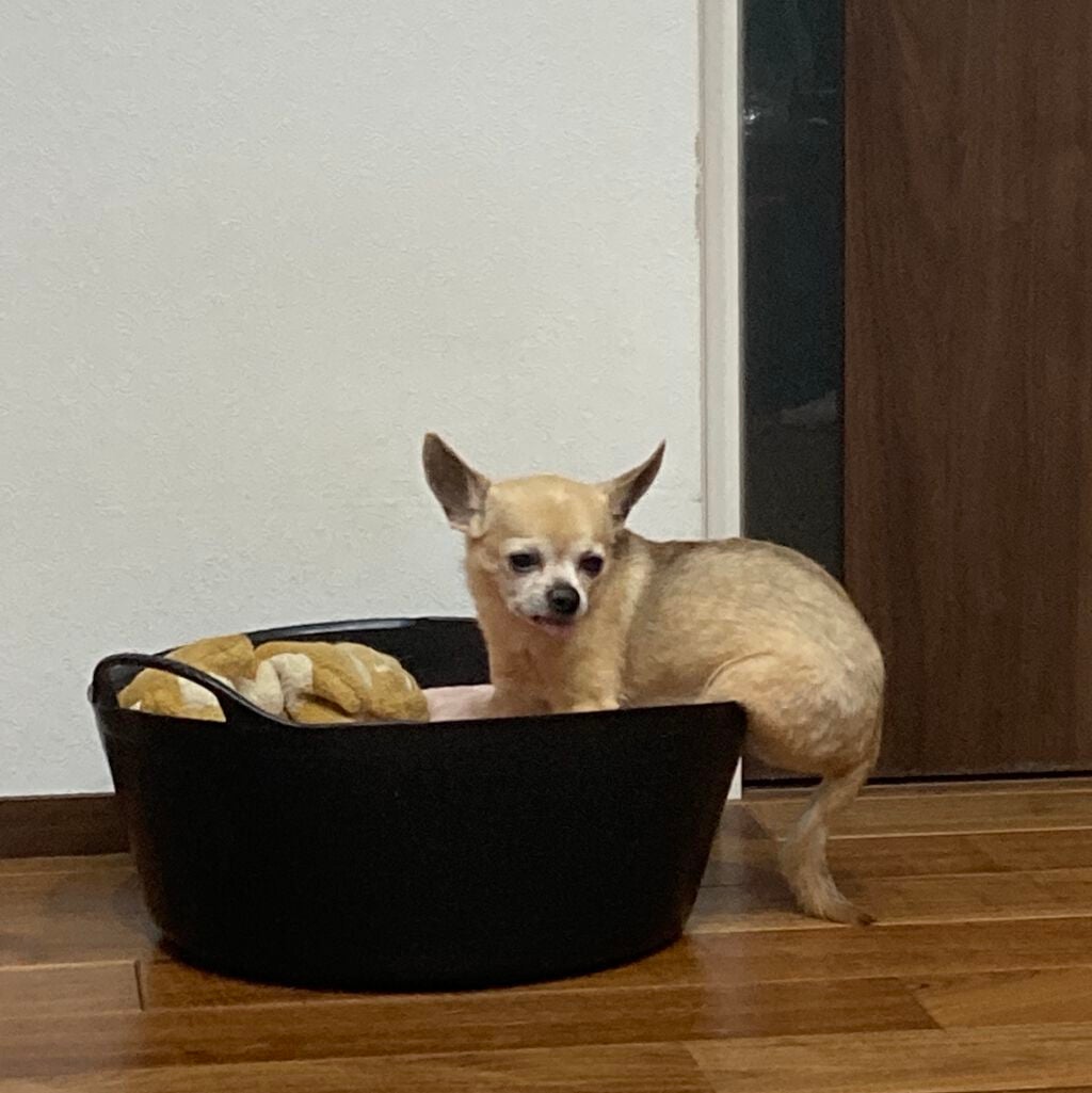 薬用デオドラントZ エッセンス せっけんの香り/ビオレ/デオドラント・制汗剤を使ったクチコミ(3枚目)