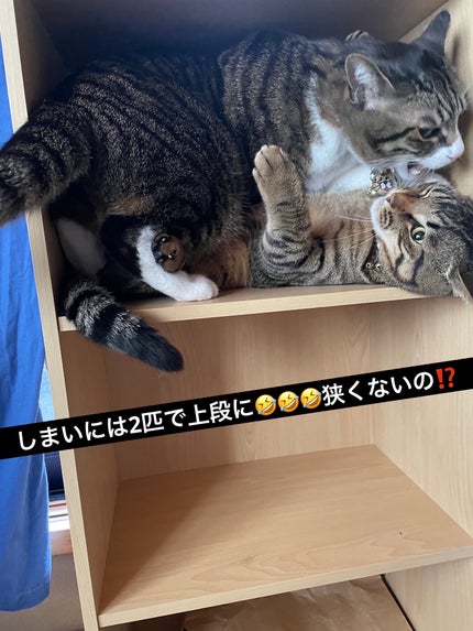 シャドウパレット/dasique/アイシャドウパレットを使ったクチコミ(3枚目)