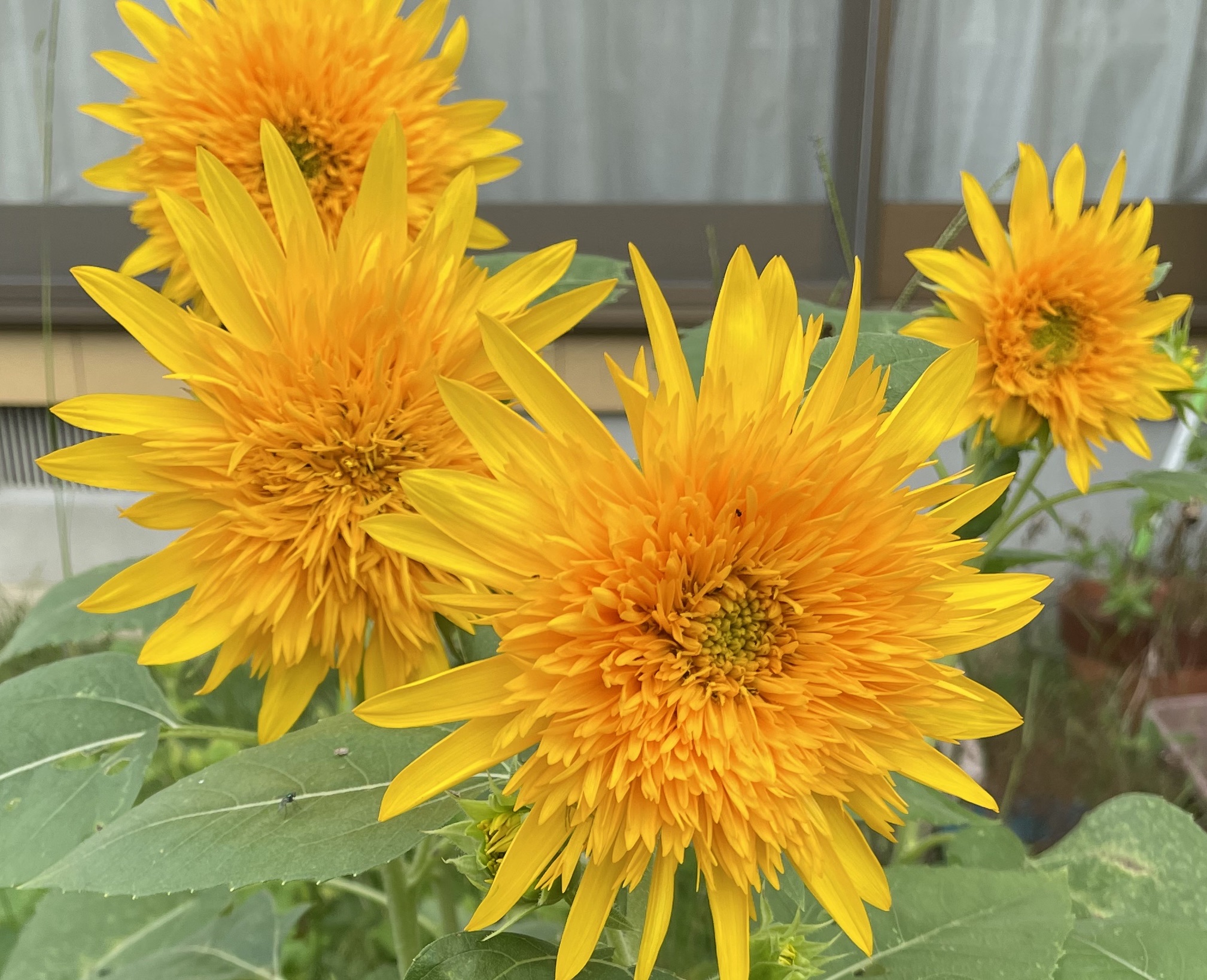 ソフティモ メイク落としシート(コーラーゲン) つめかえ 52枚入/ソフティモ/クレンジングシートを使ったクチコミ（2枚目）