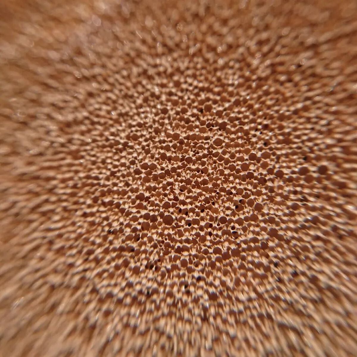 ã¡ã¿ãã£ãããŽã£ãŒã¬ã³ã¯ãã·ã§ã³/AMUSE/ã¯ãã·ã§ã³ãã¡ã³ããŒã·ã§ã³ã䜿ã£ãã¯ãã³ãïŒ5æç®ïŒ