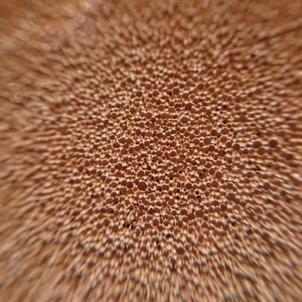 ã¡ã¿ãã£ãããŽã£ãŒã¬ã³ã¯ãã·ã§ã³/AMUSE/ã¯ãã·ã§ã³ãã¡ã³ããŒã·ã§ã³ã䜿ã£ãã¯ãã³ãïŒ5æç®ïŒ