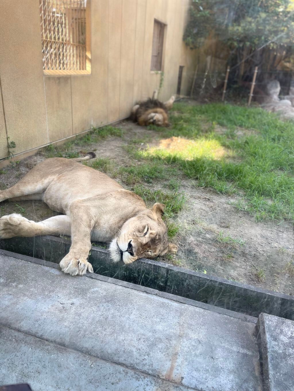 スキルレスライナー/LUMIURGLAS/リキッドアイライナーを使ったクチコミ(6枚目)