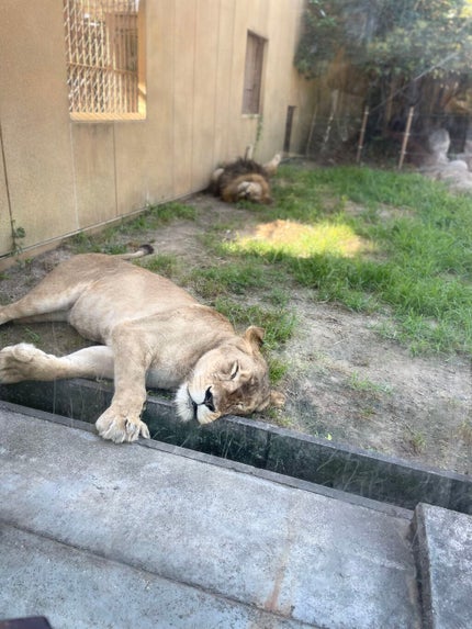 スキルレスライナー/LUMIURGLAS/リキッドアイライナーを使ったクチコミ(6枚目)