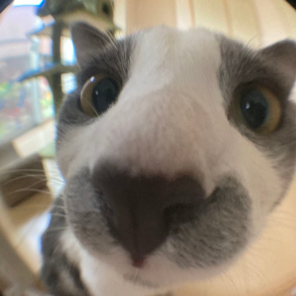 接写&魚眼レンズ/DAISO/その他を使ったクチコミ(5枚目)