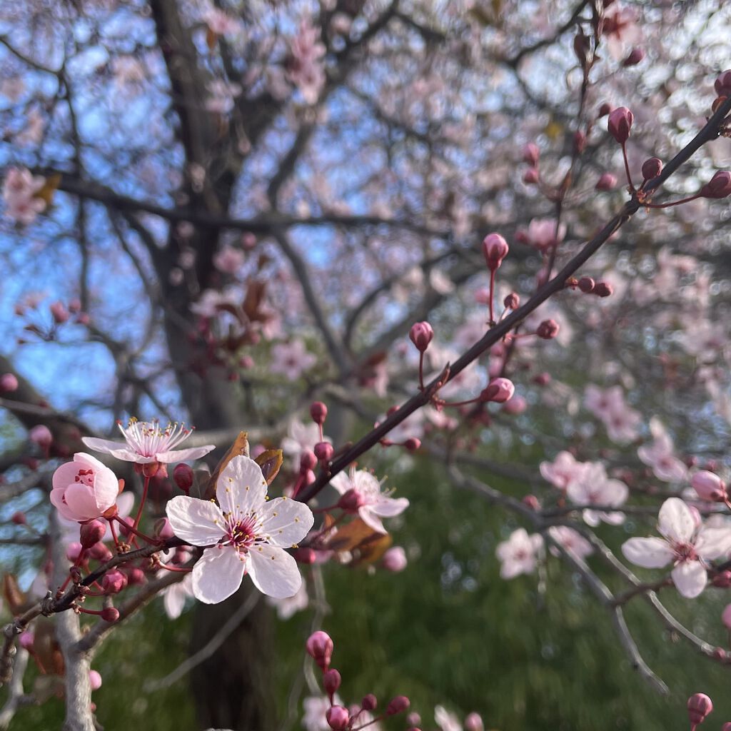 ジェルミーワン はがせるベース/ジェルミーワン/ジェルネイルを使ったクチコミ（2枚目）