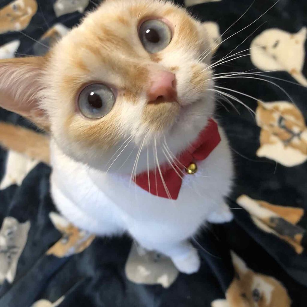 いか on LIPS 「うちの子自慢がどうしてもしたくて投稿します。うちの猫はめちゃく..」(1枚目)