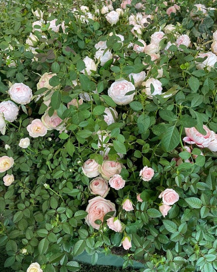 プレステージ ラ クレーム N/Dior/フェイスクリームを使ったクチコミ(5枚目)