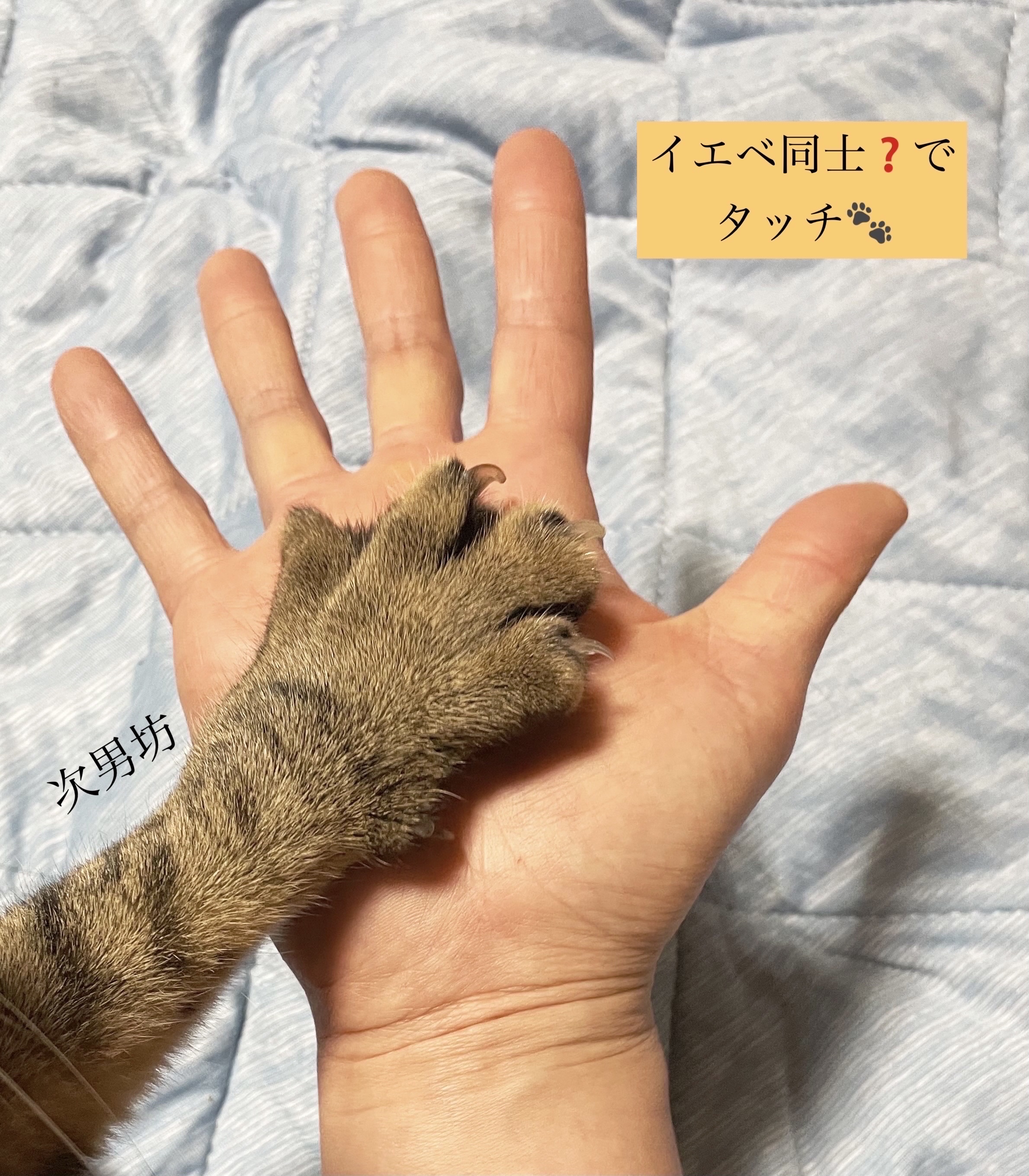 ネンマクフェイク ルージュ/Visée/口紅を使ったクチコミ（2枚目）