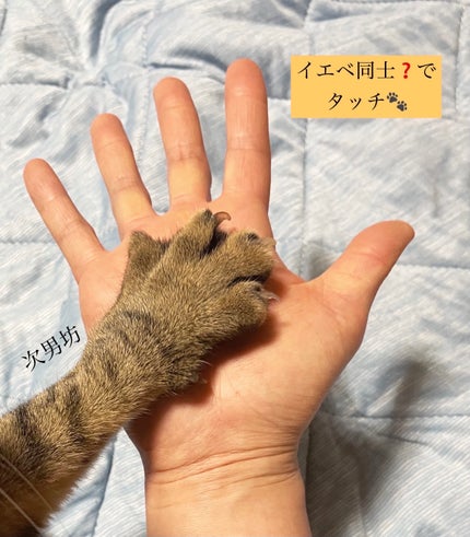 ネンマクフェイク ルージュ/Visée/口紅を使ったクチコミ(2枚目)