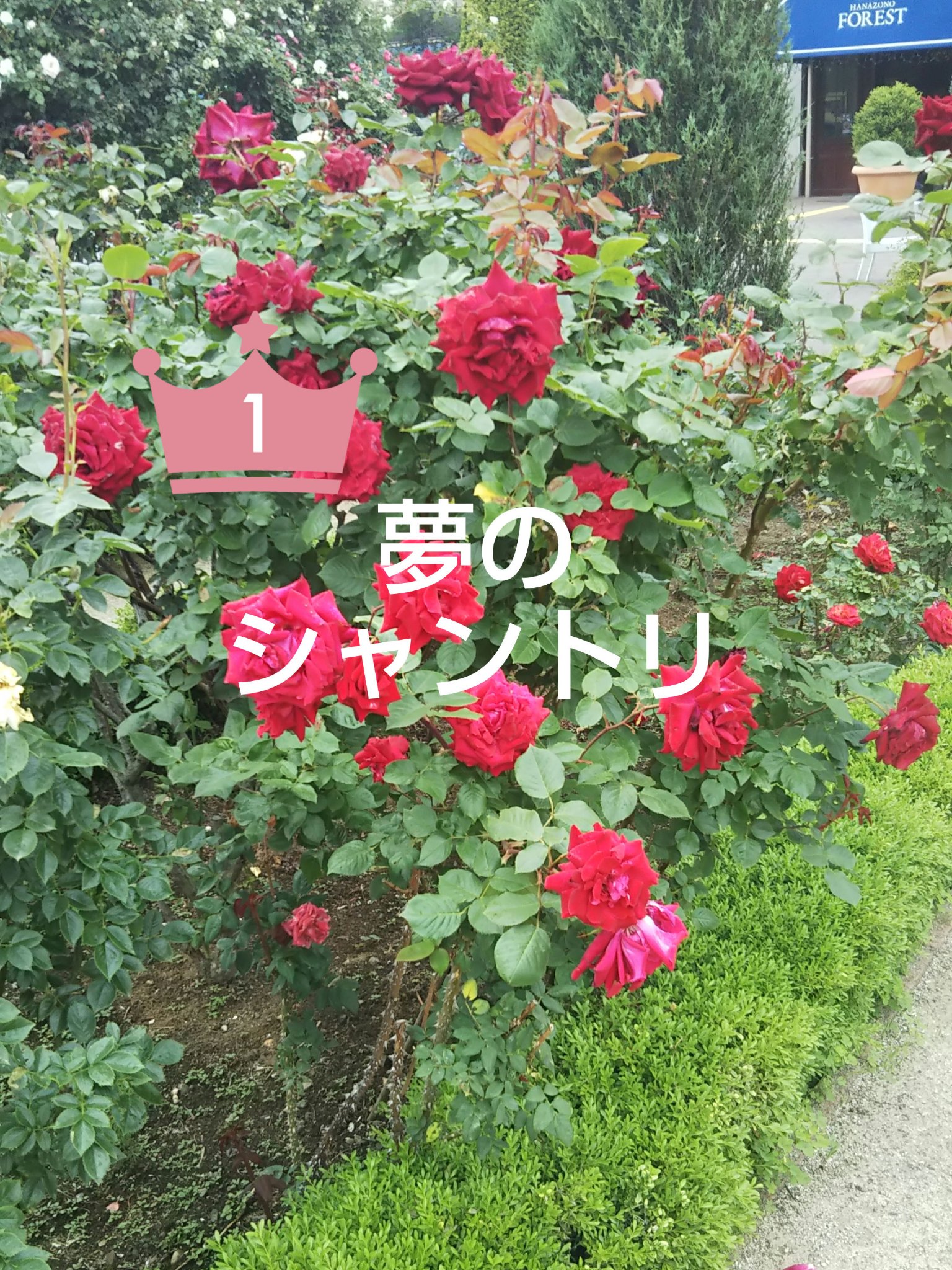 ボタニカルシャンプー／トリートメント/ドクターシーラボⓇ/シャンプー・コンディショナーを使ったクチコミ（1枚目）