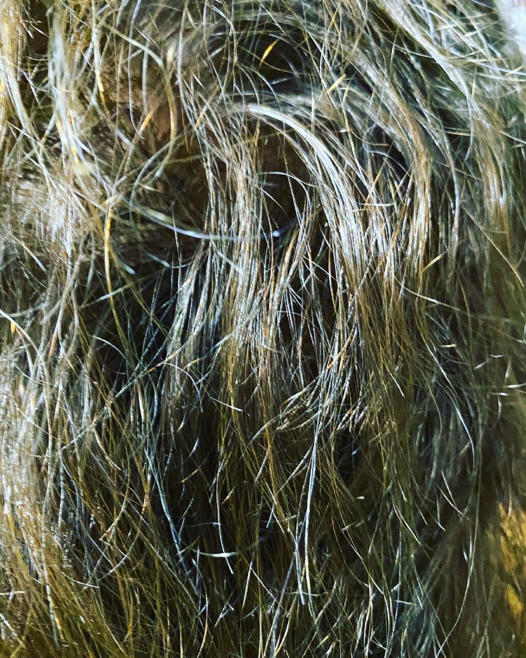 ミルキーヘアカラー/フレッシュライト/ヘアカラーを使ったクチコミ（3枚目）