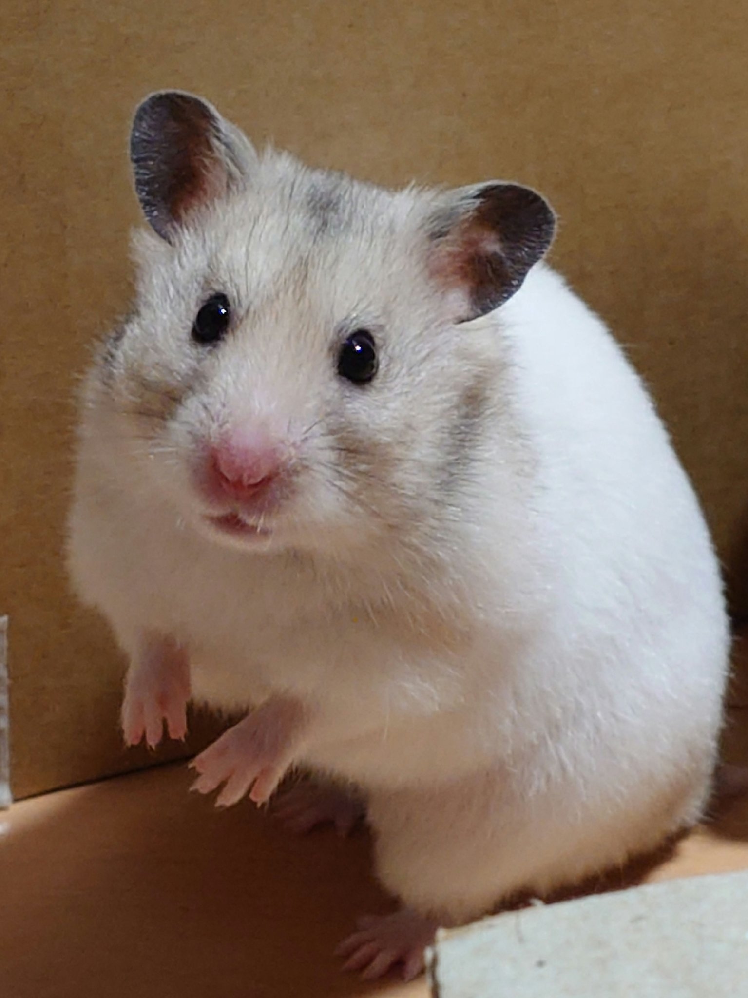 ダイブイン セラム/Torriden/美容液を使ったクチコミ（1枚目）