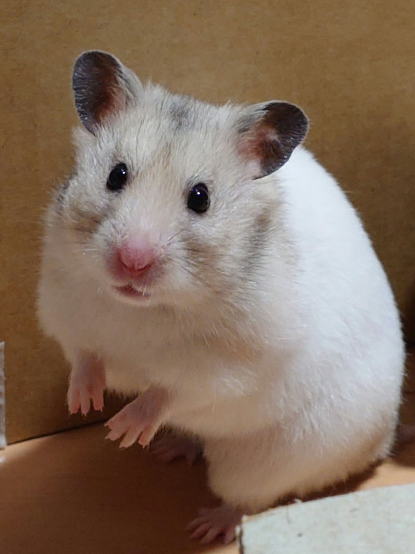 ダイブイン セラム/Torriden/美容液を使ったクチコミ(1枚目)