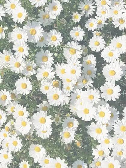 CICA クリーム/VT/フェイスクリームを使ったクチコミ(1枚目)