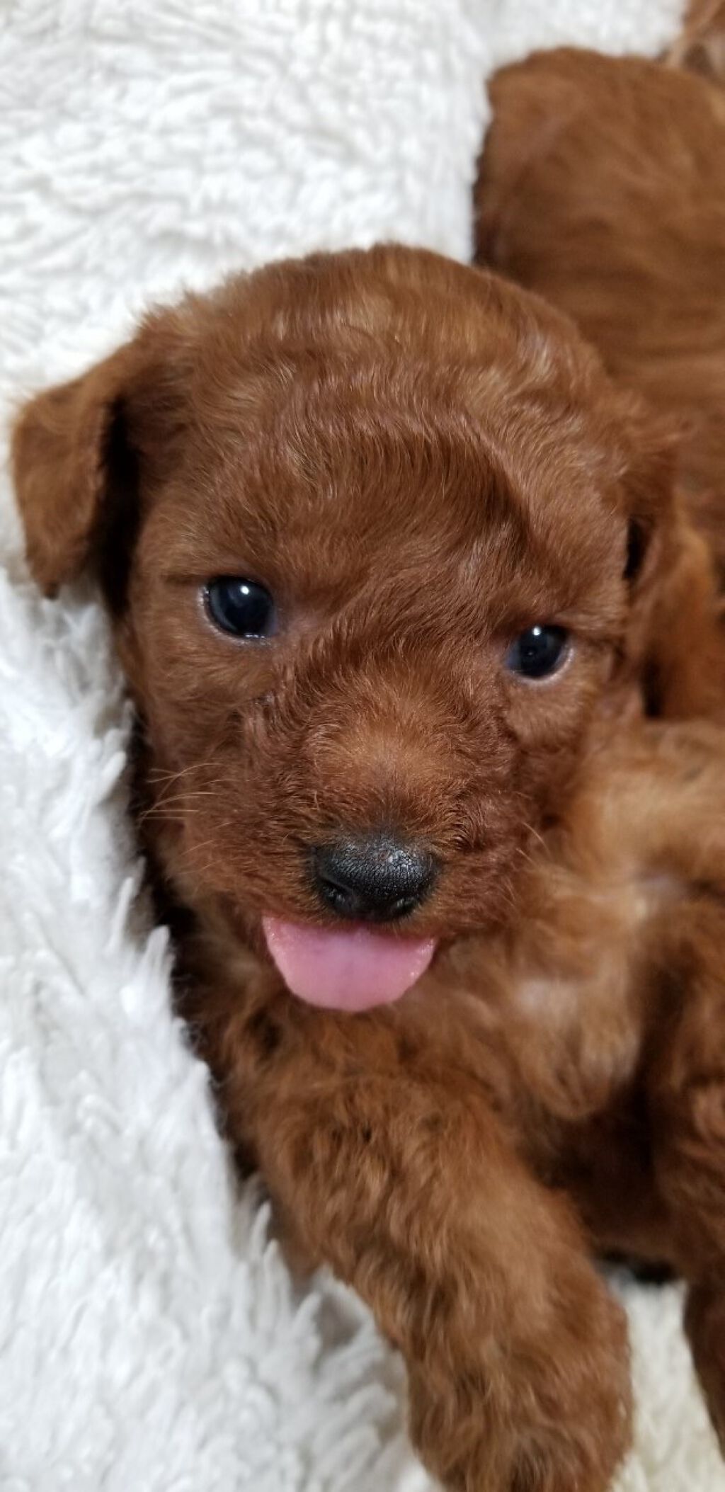 「塗るつけまつげ」自まつげ際立てタイプ/デジャヴュ/マスカラを使ったクチコミ（3枚目）