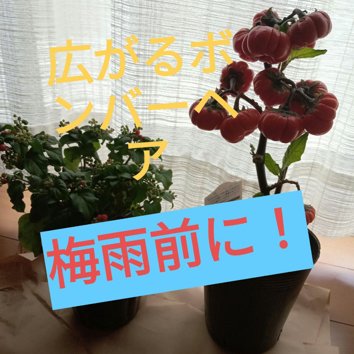 プロミルオイル/Promille/ヘアオイルを使ったクチコミ（1枚目）