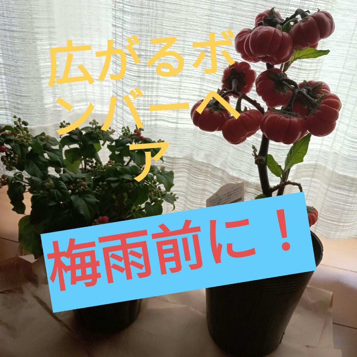 プロミルオイル/Promille/ヘアオイルを使ったクチコミ(1枚目)