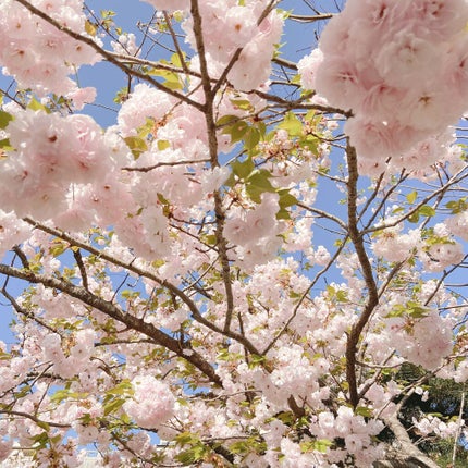 リュクスアイシャドウ/BOBBI BROWN/単色アイシャドウを使ったクチコミ(6枚目)