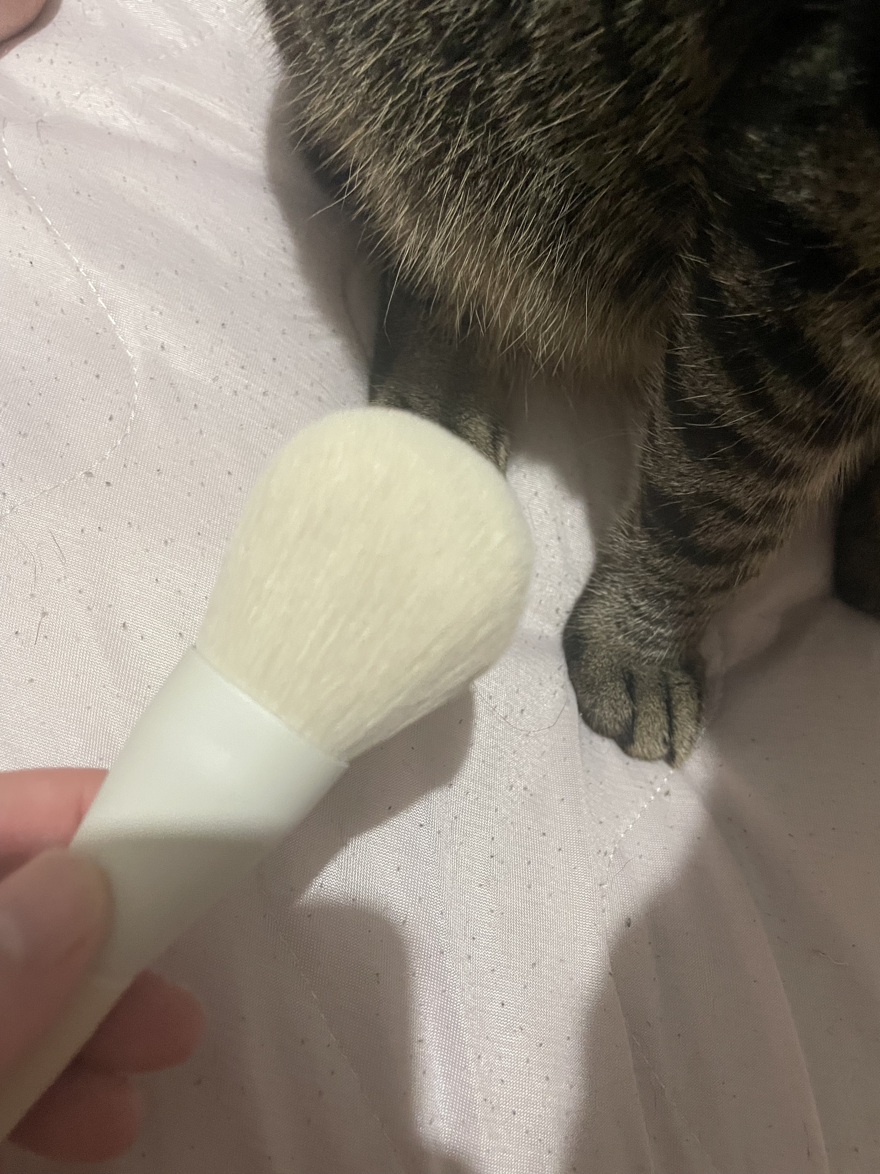 清 et moi パウダー用/石原商店/メイクブラシを使ったクチコミ（2枚目）