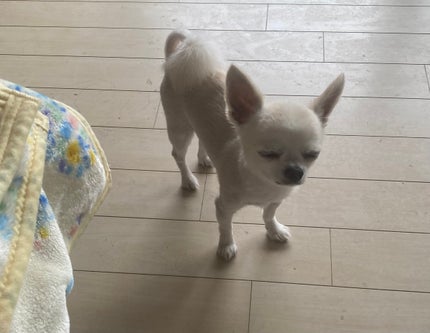 ハイジャンプ30/SISI/美容液を使ったクチコミ(6枚目)