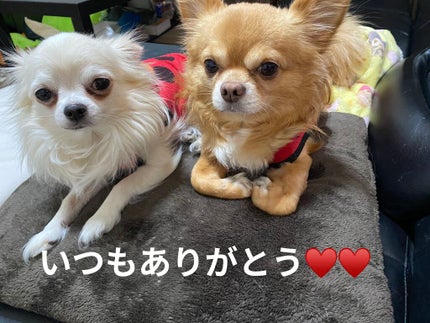 ブラーパウダーパクト/EGLIPS/パウダーファンデーションを使ったクチコミ(10枚目)