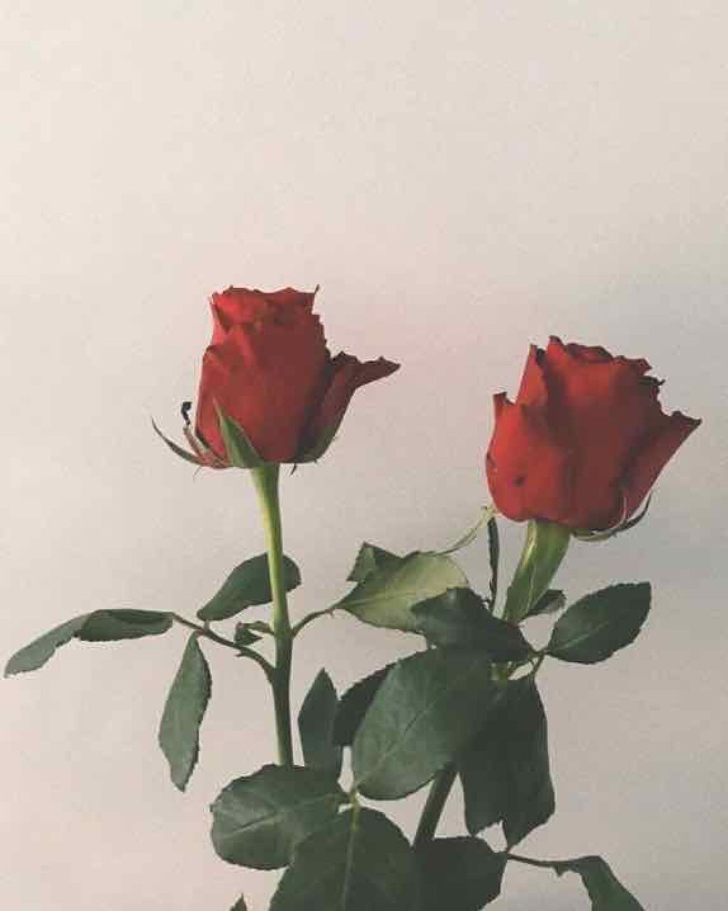 ファブリックミスト クラシックフローラル/ランドリン/ファブリックミストを使ったクチコミ（1枚目）