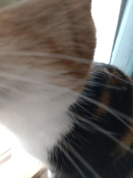 チーク ポップ/CLINIQUE/パウダーチークを使ったクチコミ(6枚目)