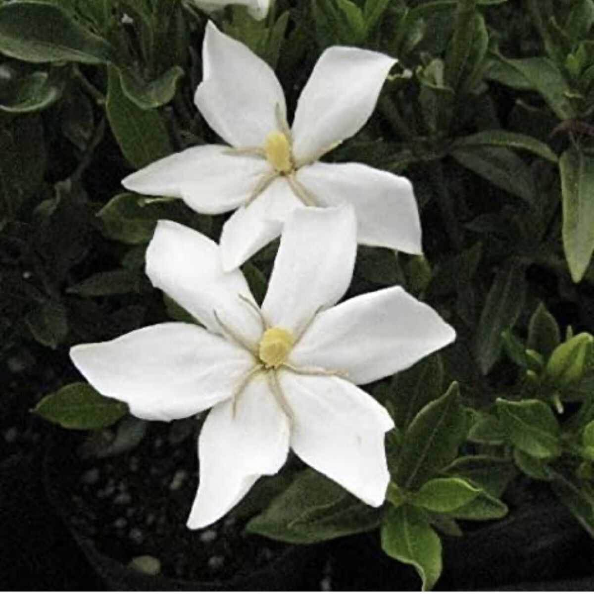 スリーク アミノセラム シャンプー／ヘアトリートメント/アミノメイソン/シャンプー・コンディショナーを使ったクチコミ（2枚目）