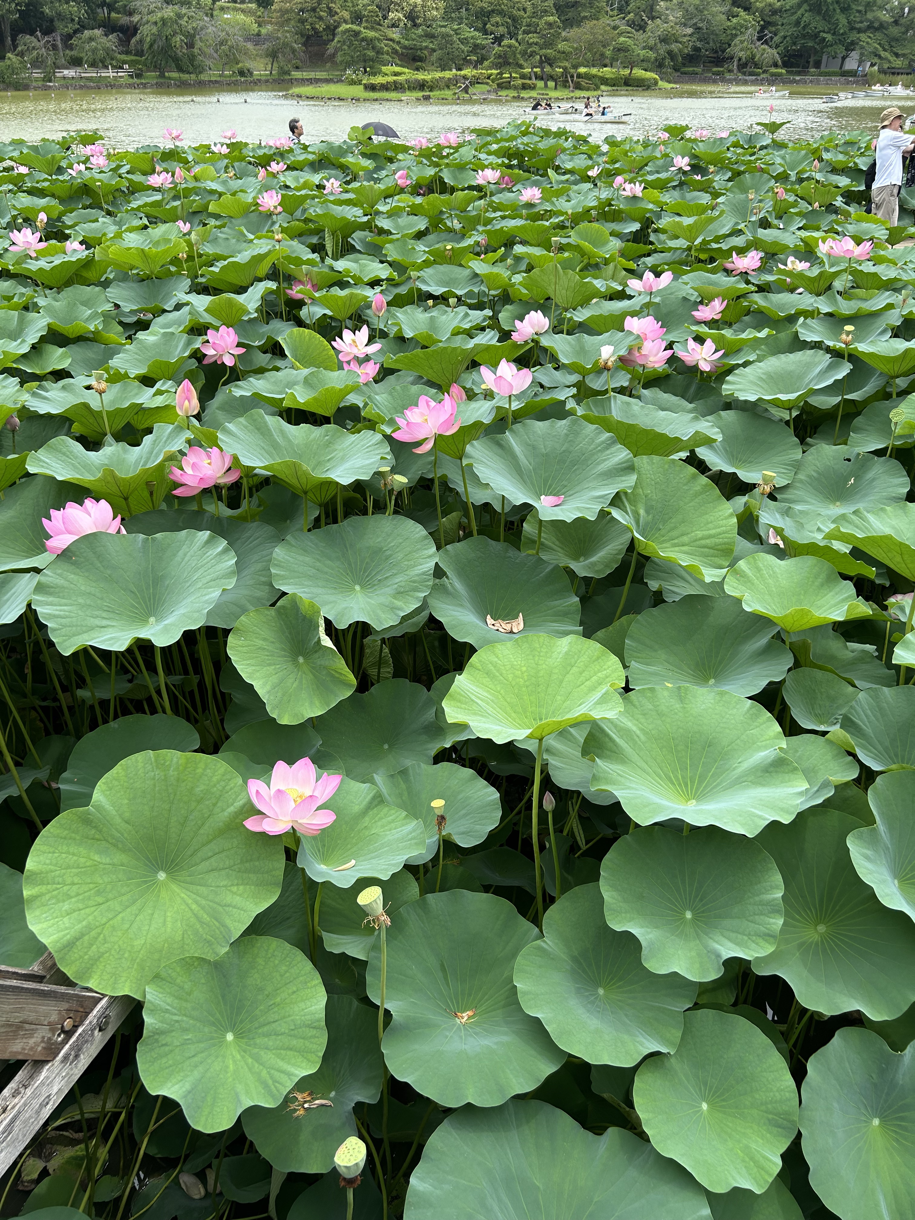 リポビタンD/大正製薬/栄養ドリンクを使ったクチコミ（3枚目）