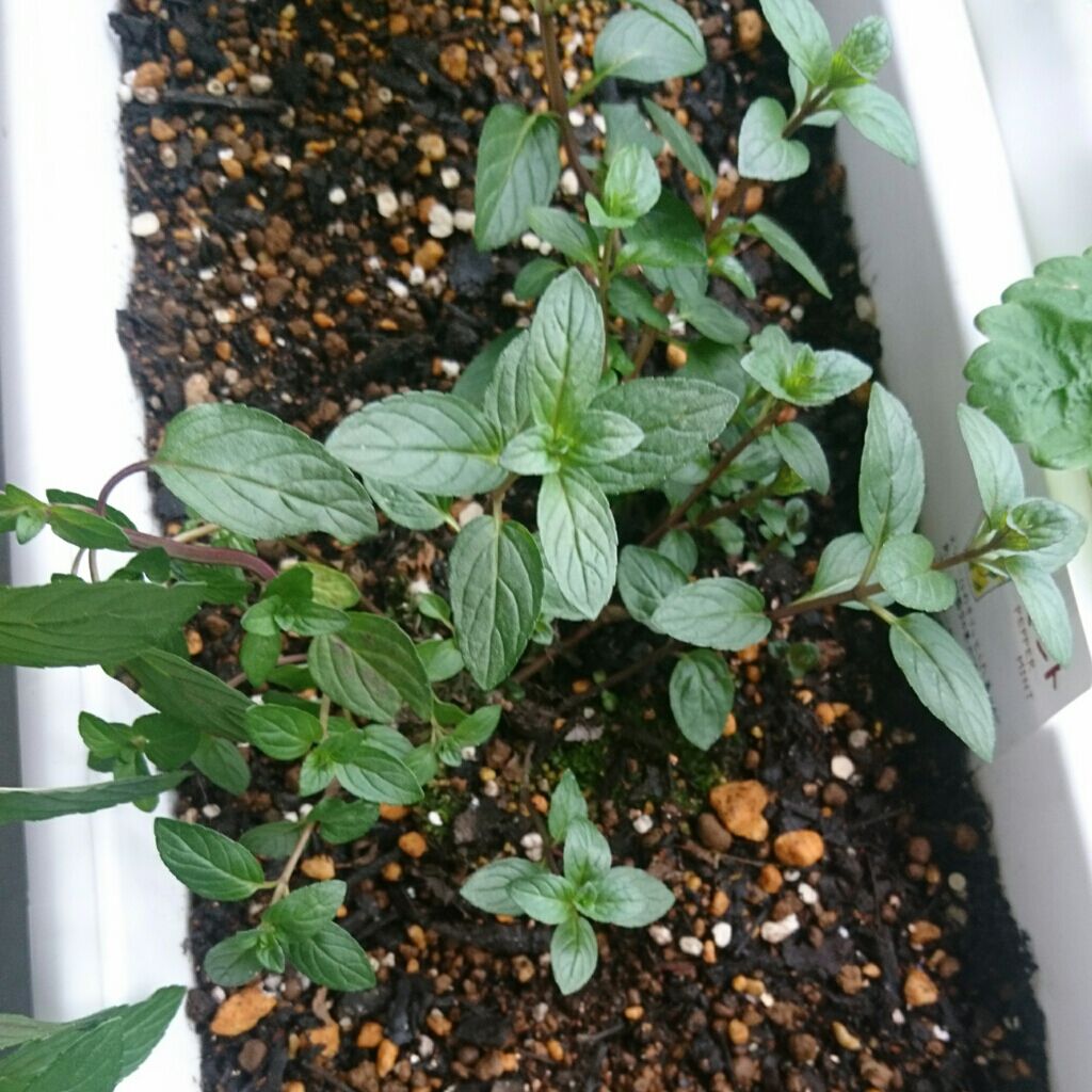 ãããð· on LIPS ãâ€ç°¡åæäœãâ€ãªã·ã£ã¬ïœ¥çŸå³ããçŸå®¹ã«è¯ãã¯ã¡ã¿ã€ã¬ã¢ã³ãœãŒ..ãïŒ3æç®ïŒ