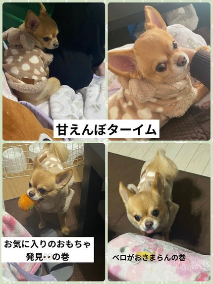 ぷぅぴぃ《紫コス部💜💗》 on LIPS 「2022年1月25日愛すべき家族✨ぷぅまくんHappybirt..」(2枚目)