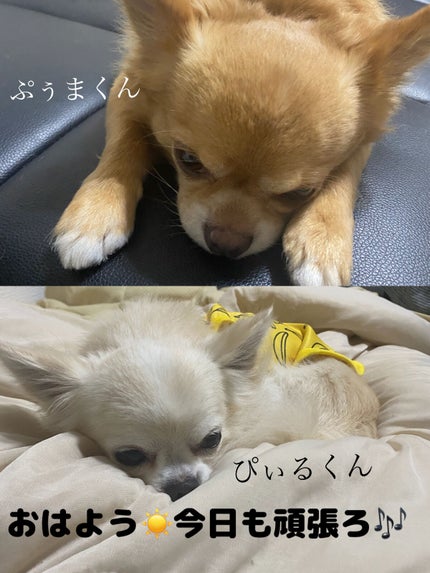 ビューティーベントー/Kaja(カジャ)/単色アイシャドウを使ったクチコミ(10枚目)