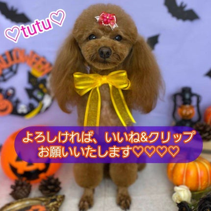 ローズ エッセンス デイクリーム/レ・メルヴェイユーズ ラデュレ/フェイスクリームを使ったクチコミ(3枚目)