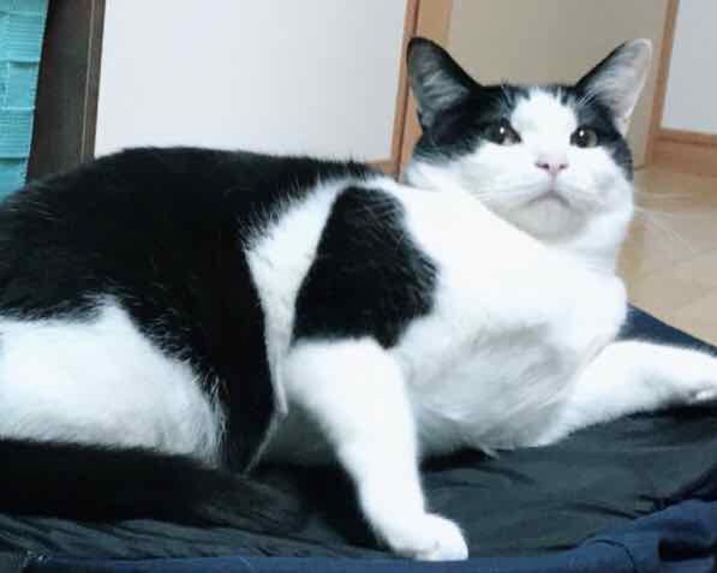 ヘアオイル/ゆず油/ヘアオイルを使ったクチコミ(3枚目)