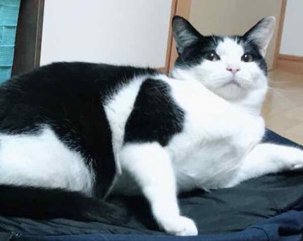 ゆず油 ヘアオイルのクチコミ「ウテナ ゆず油 無添加ヘアオイル
シャンプー&タオルドライして乾かす前の「洗い流さないトリー.....」(3枚目)