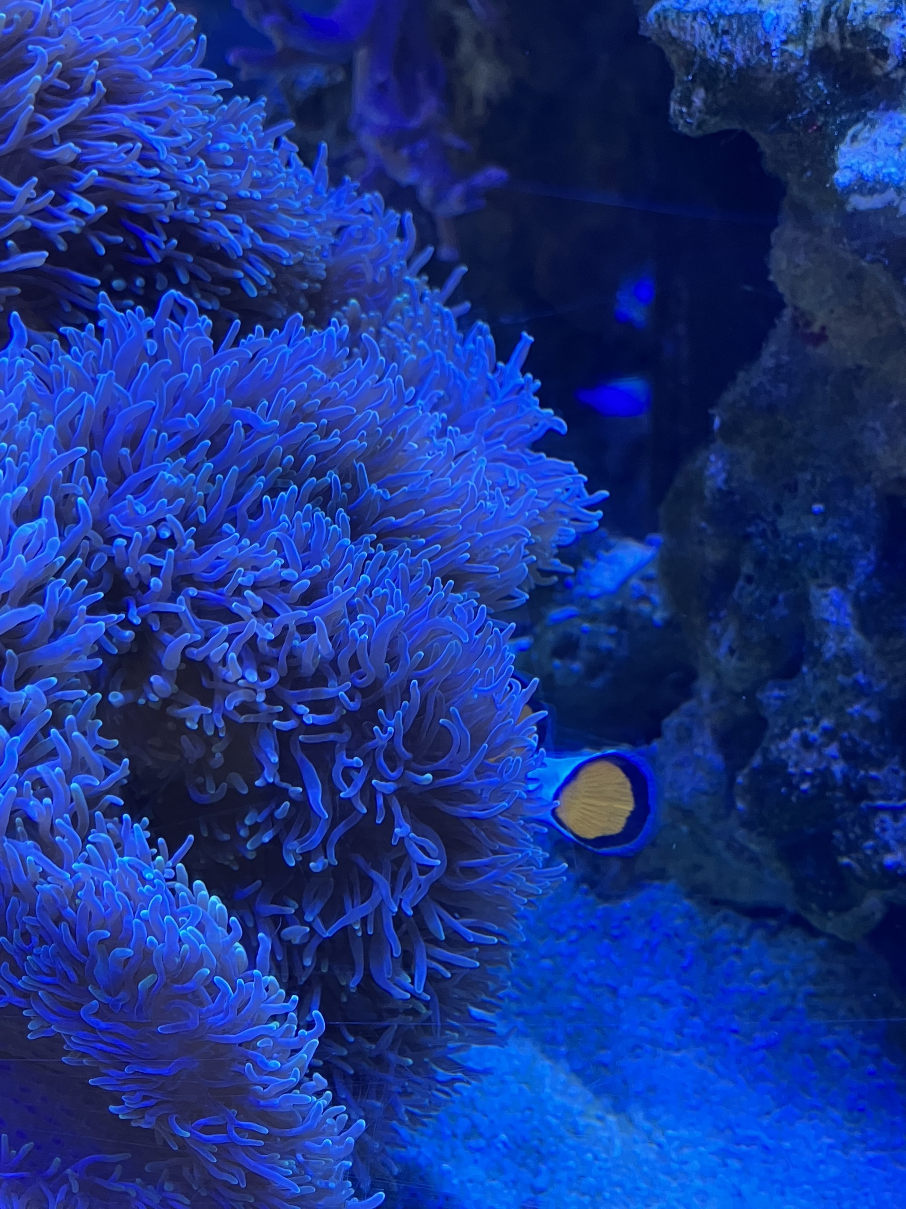 マーメイドスキンジェルUV/キャンメイク/日焼け止めジェルを使ったクチコミ（1枚目）