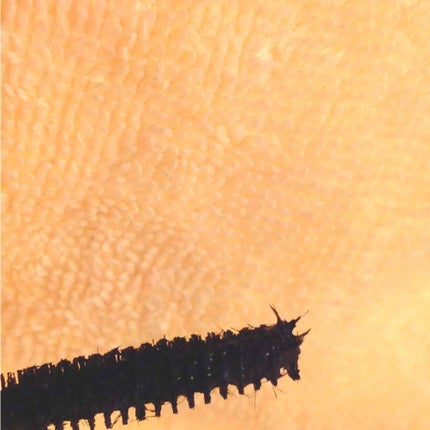 メディア ロングマスカラS BK(ブラック)/media/マスカラを使ったクチコミ(2枚目)