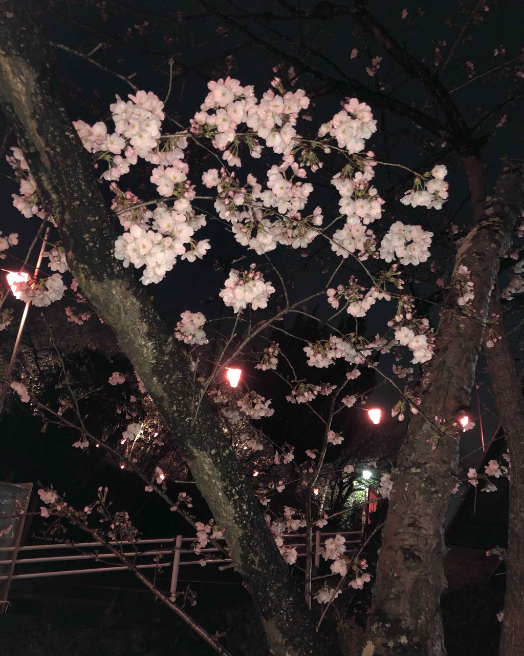 プレミアムルルルン 桜（さくらの香り）/ルルルン/シートマスク・パックを使ったクチコミ（3枚目）