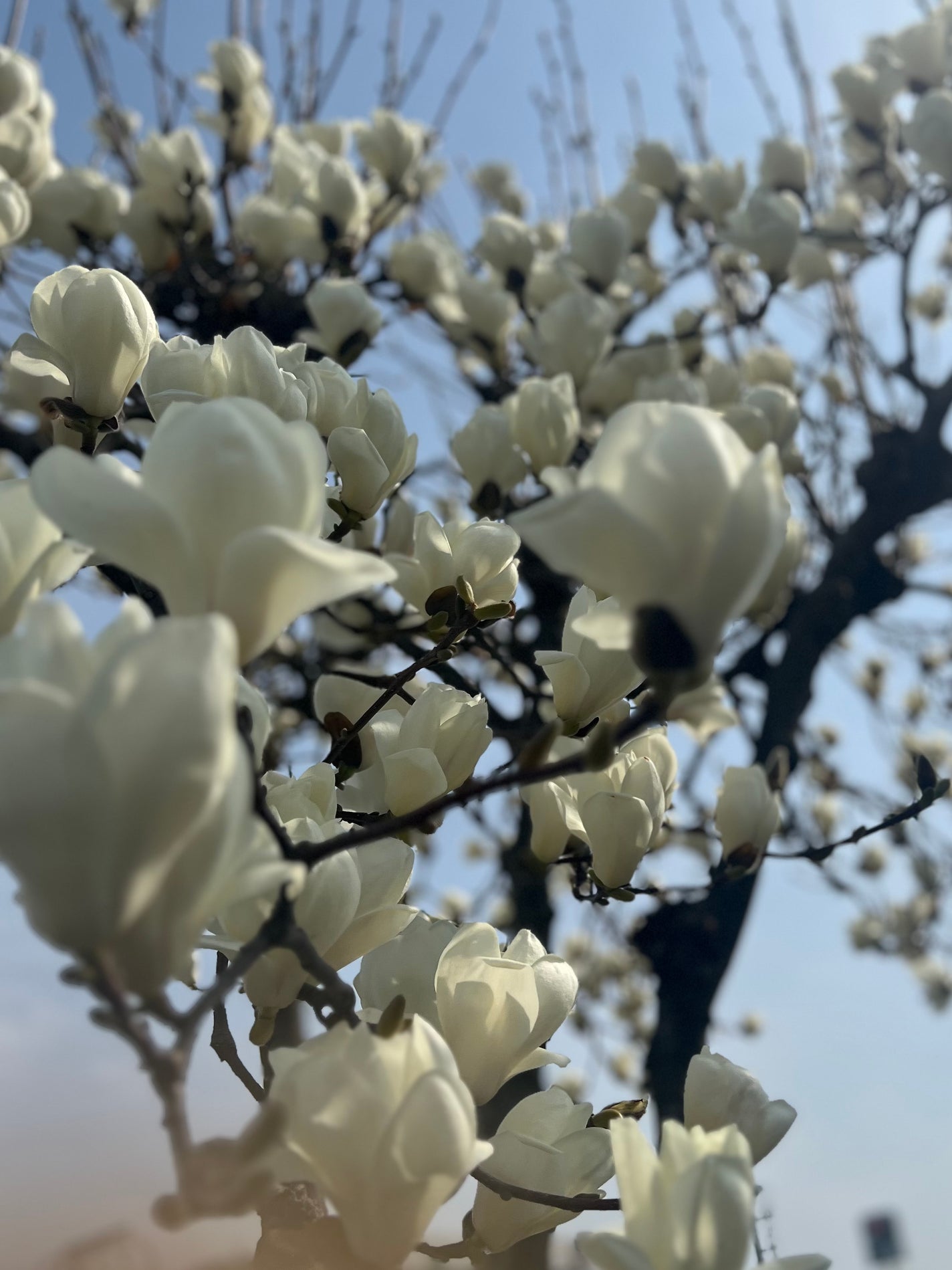 イルーセント ミルキーヘアカラー/サイオス/ヘアカラーを使ったクチコミ(4枚目)