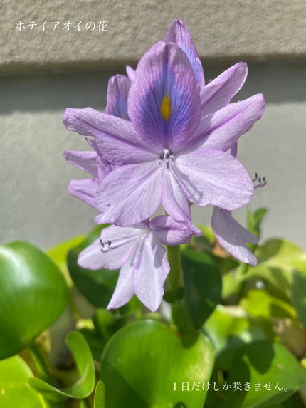 メイク キープ ミスト EX/コーセーコスメニエンス/フィックスミストを使ったクチコミ(4枚目)