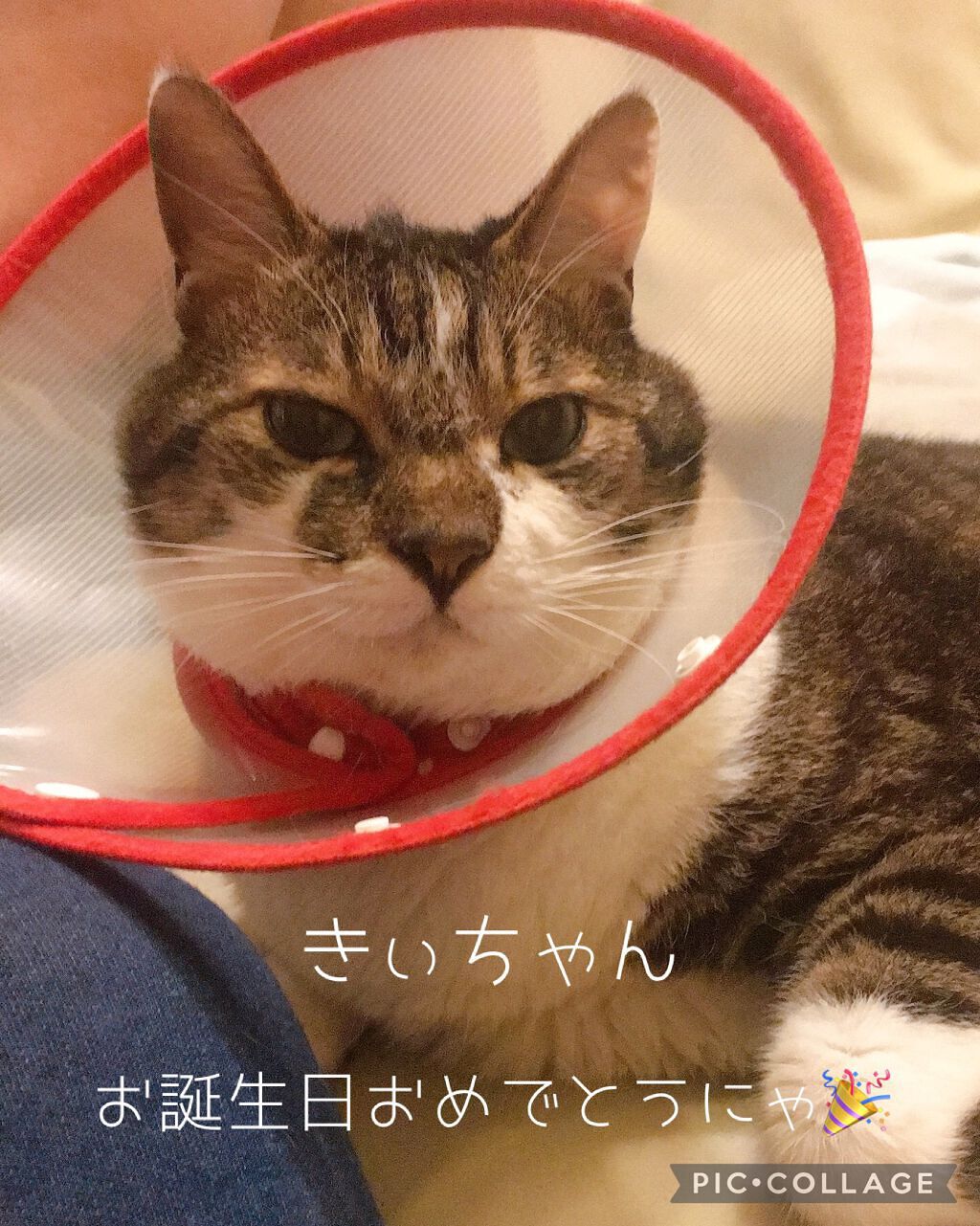 DASINGDIVA  MAGICPRESS  TIMELESS EDITION/DASHINGDIVA MAGICPRESS/ネイルチップ・パーツを使ったクチコミ（1枚目）