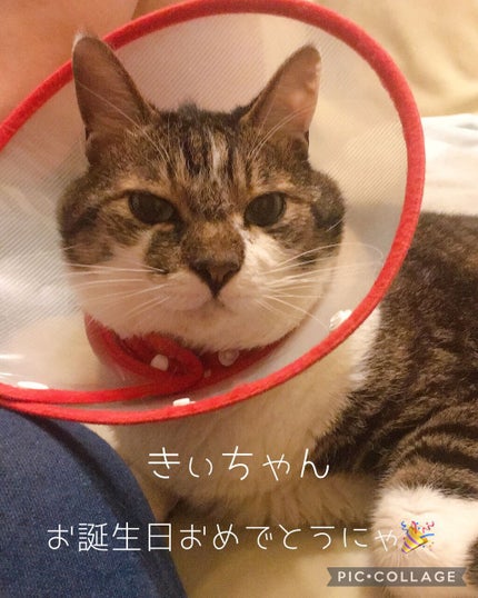 DASINGDIVA MAGICPRESS TIMELESS EDITION/DASHINGDIVA MAGICPRESS/ネイルチップ・パーツを使ったクチコミ(1枚目)