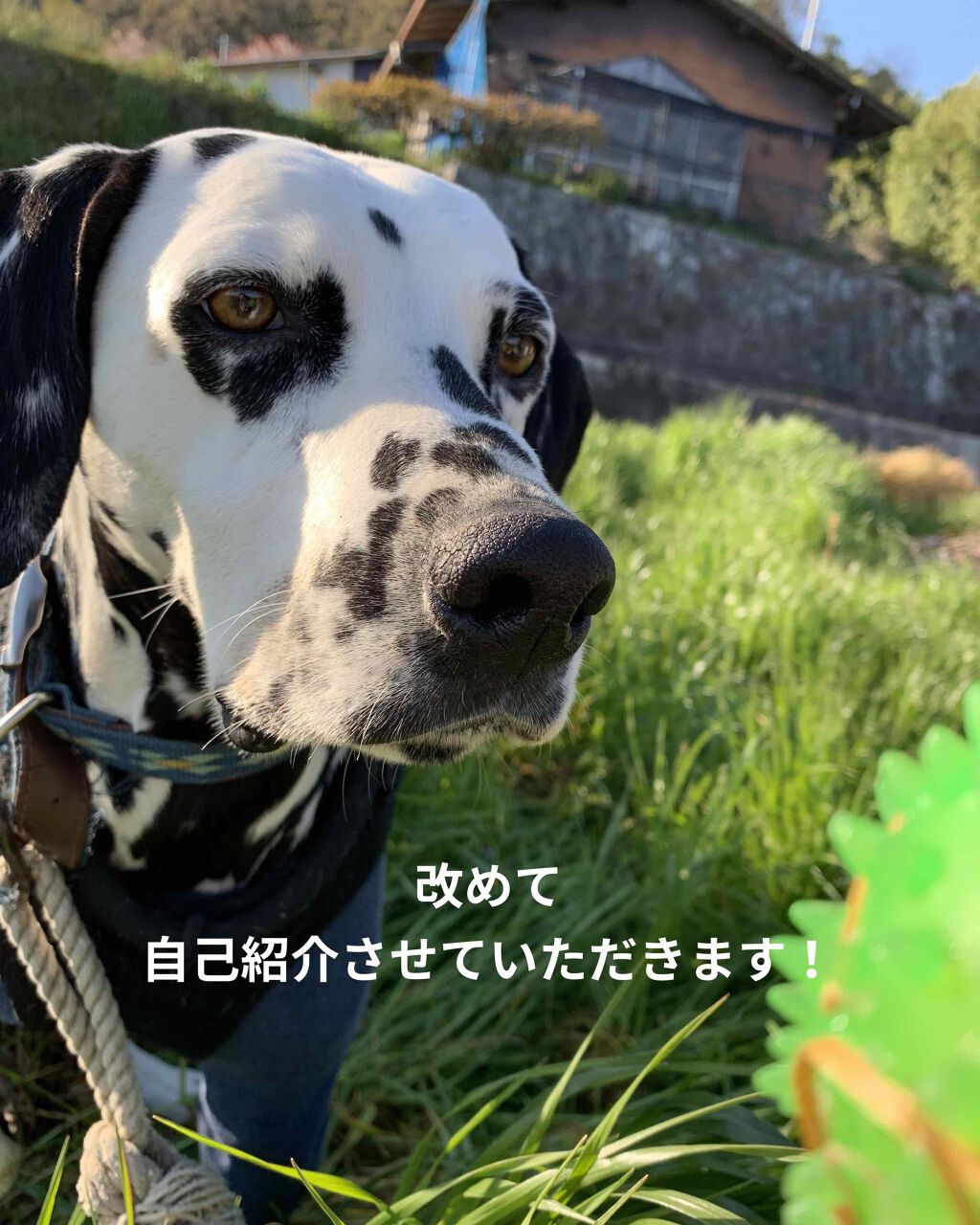 はな( ˙-˙ ) on LIPS 「どーも。お久しぶりです、りんご女王です。今回はいつも通り今日の..」(1枚目)