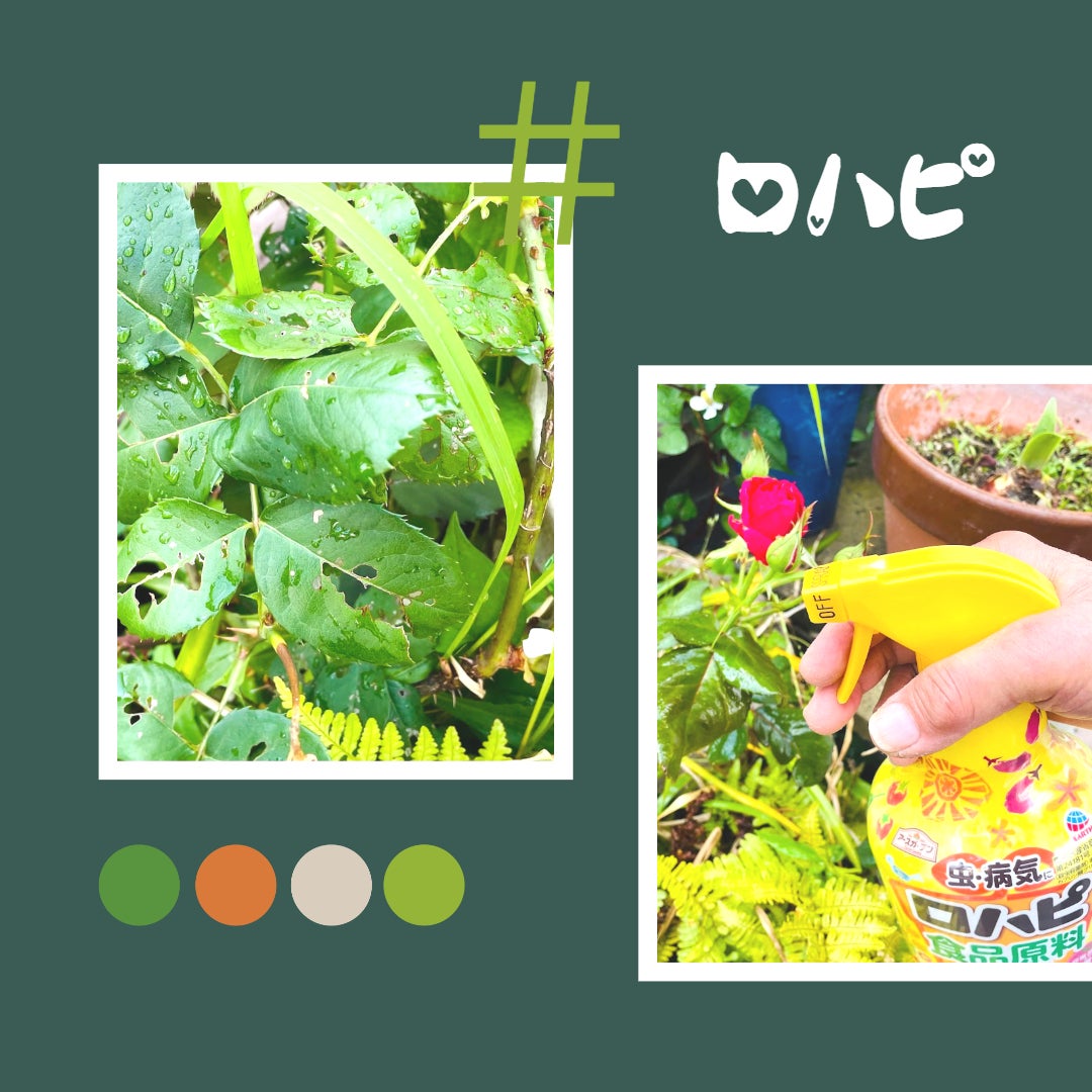 みゅう on LIPS 「アース製薬アースガーデンロハピ1000ml使ってみました。食品..」(4枚目)