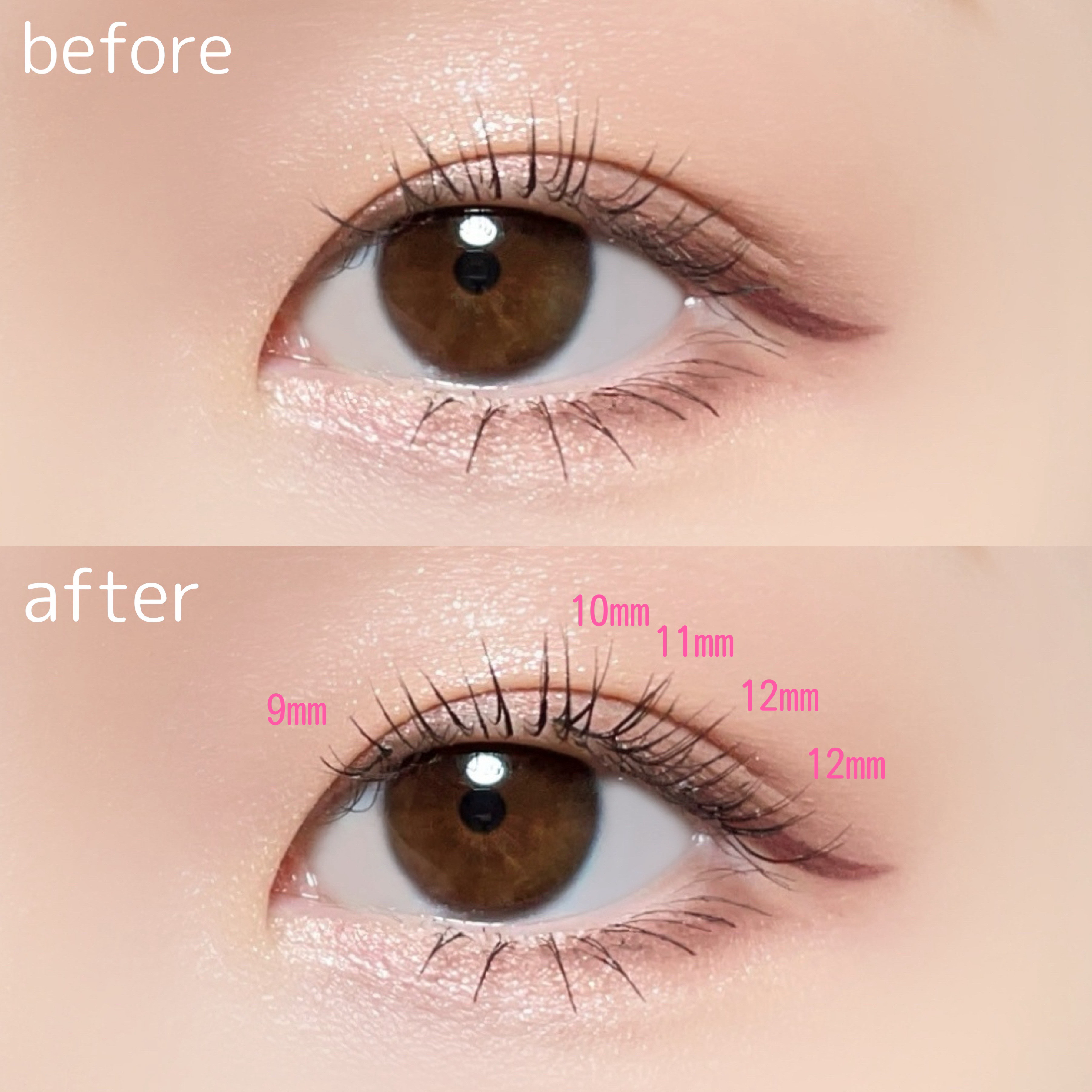 12mm Bold Dark Red/CCAM BBAK/つけまつげを使ったクチコミ（2枚目）