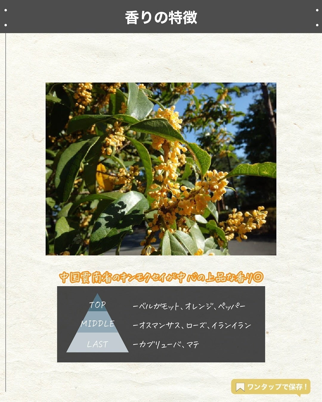 エスログ┊1日1分のモテ香水紹介 on LIPS 「.『金木犀秋の限定』🌳製品情報🌳AUXPARADIS#07Os..」(3枚目)