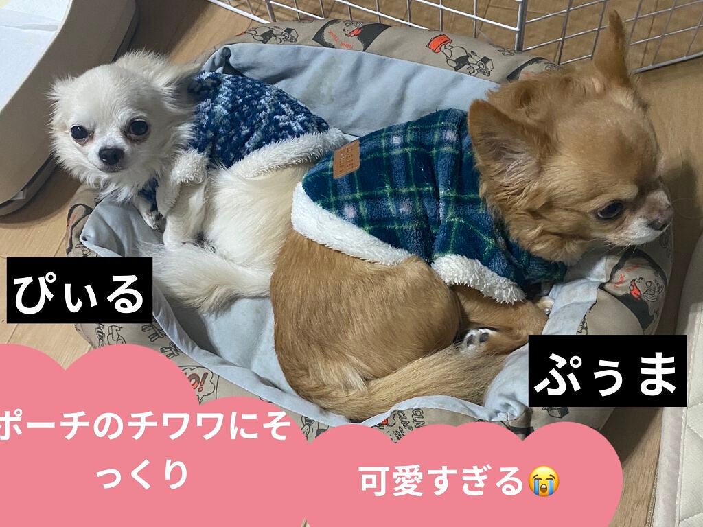 チワワ&コスメ柄ポーチ/わんDayペット/その他を使ったクチコミ(6枚目)